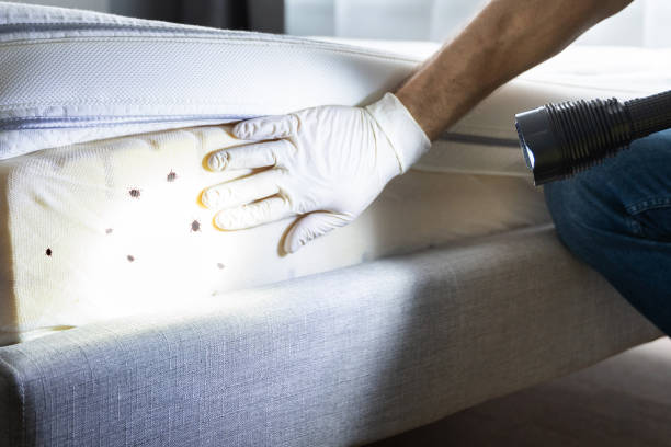 Best Termite Control Services  in East Dundee, IL