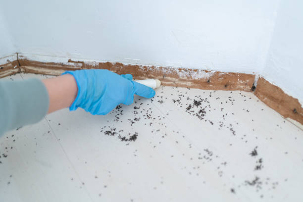 Best Pest Control Near Me in East Dundee, IL